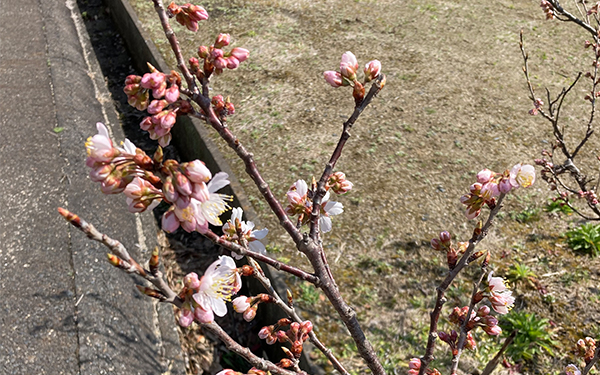 2022近所の桜.jpg